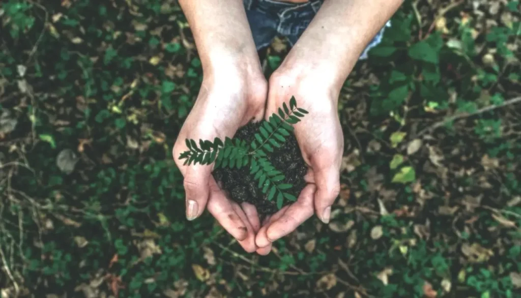 hands holding some leaves